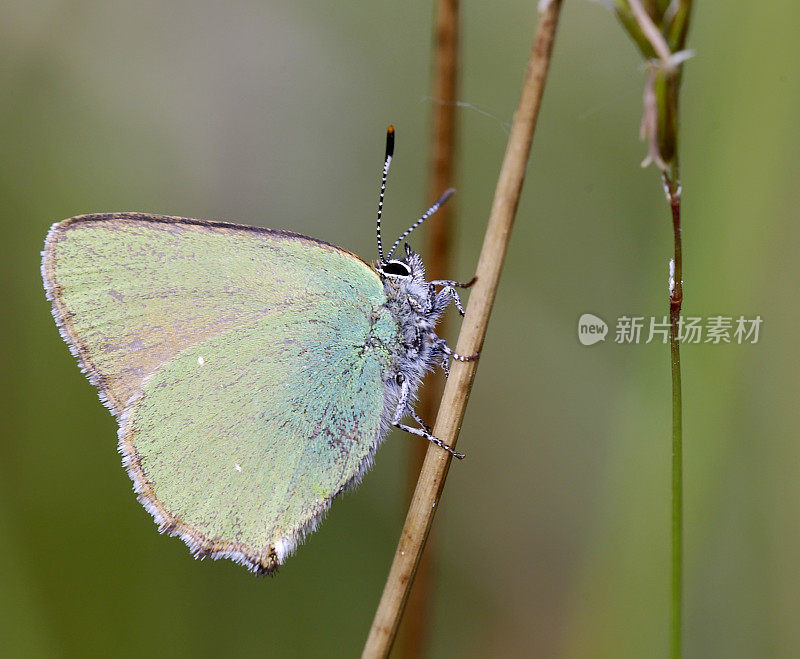 绿纹蝶(Callophrys rubi)